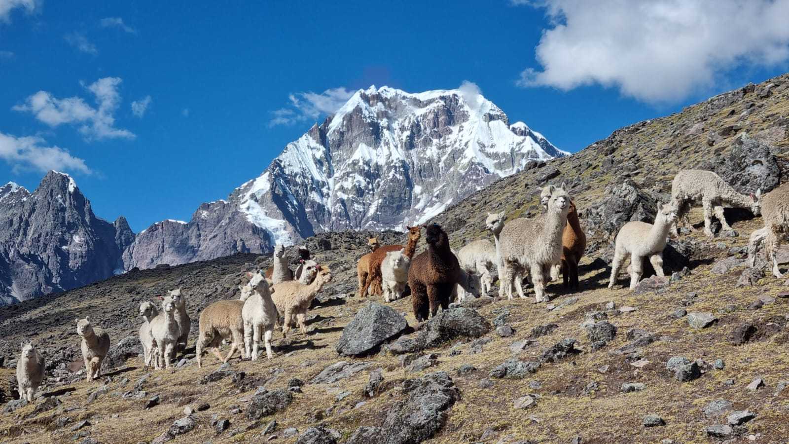 Cómo Viajar Barato a Cusco y Disfrutar del Mejor Trekking