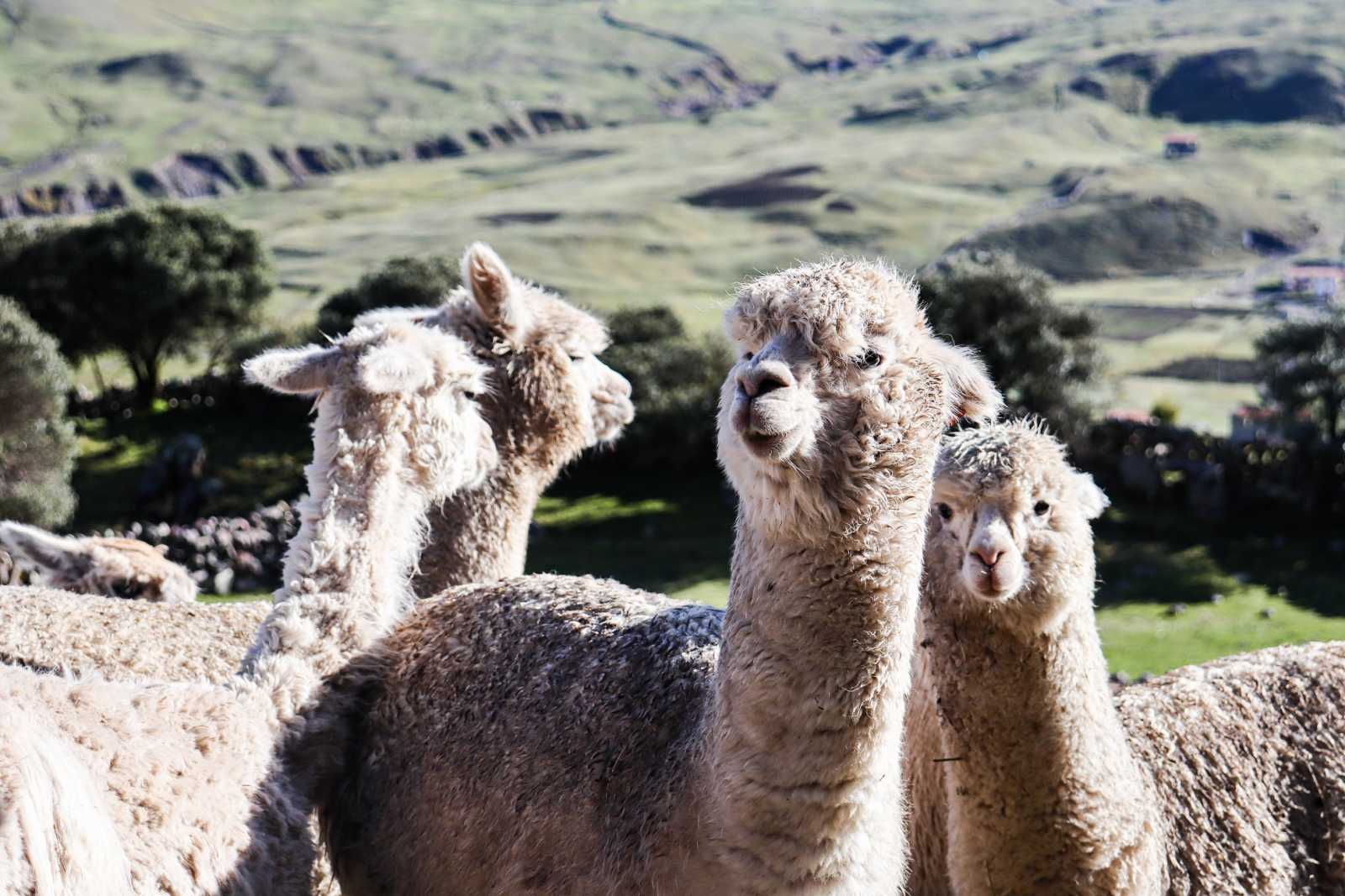 Discover the beauty and variety of Ausangate's alpacas