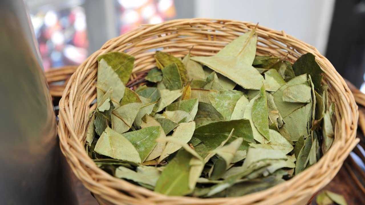 El consumo de coca en los incas