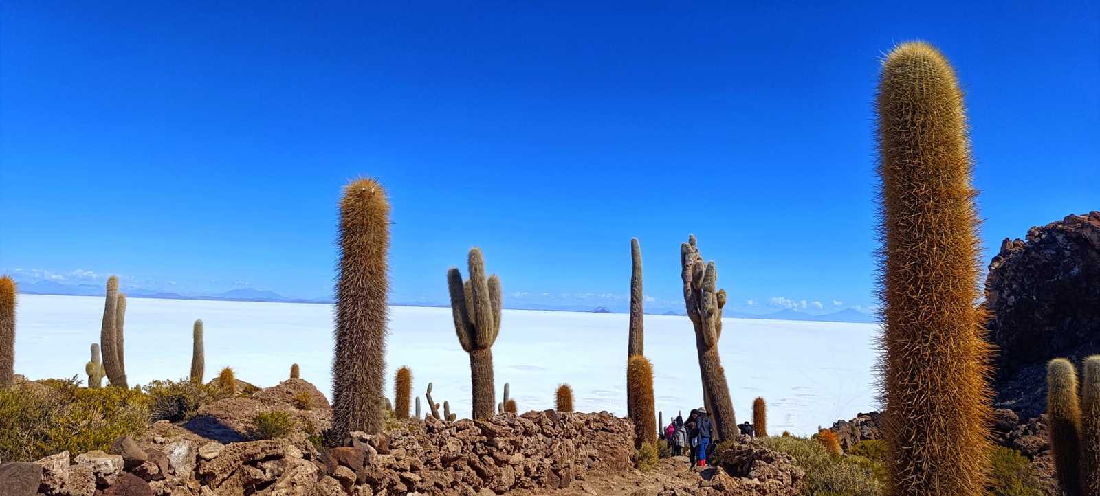 Isla Incahuasi Uyuni