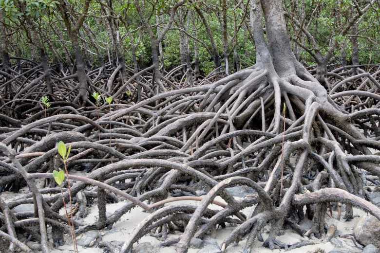 La belleza natural de los manglares de Tumbes
