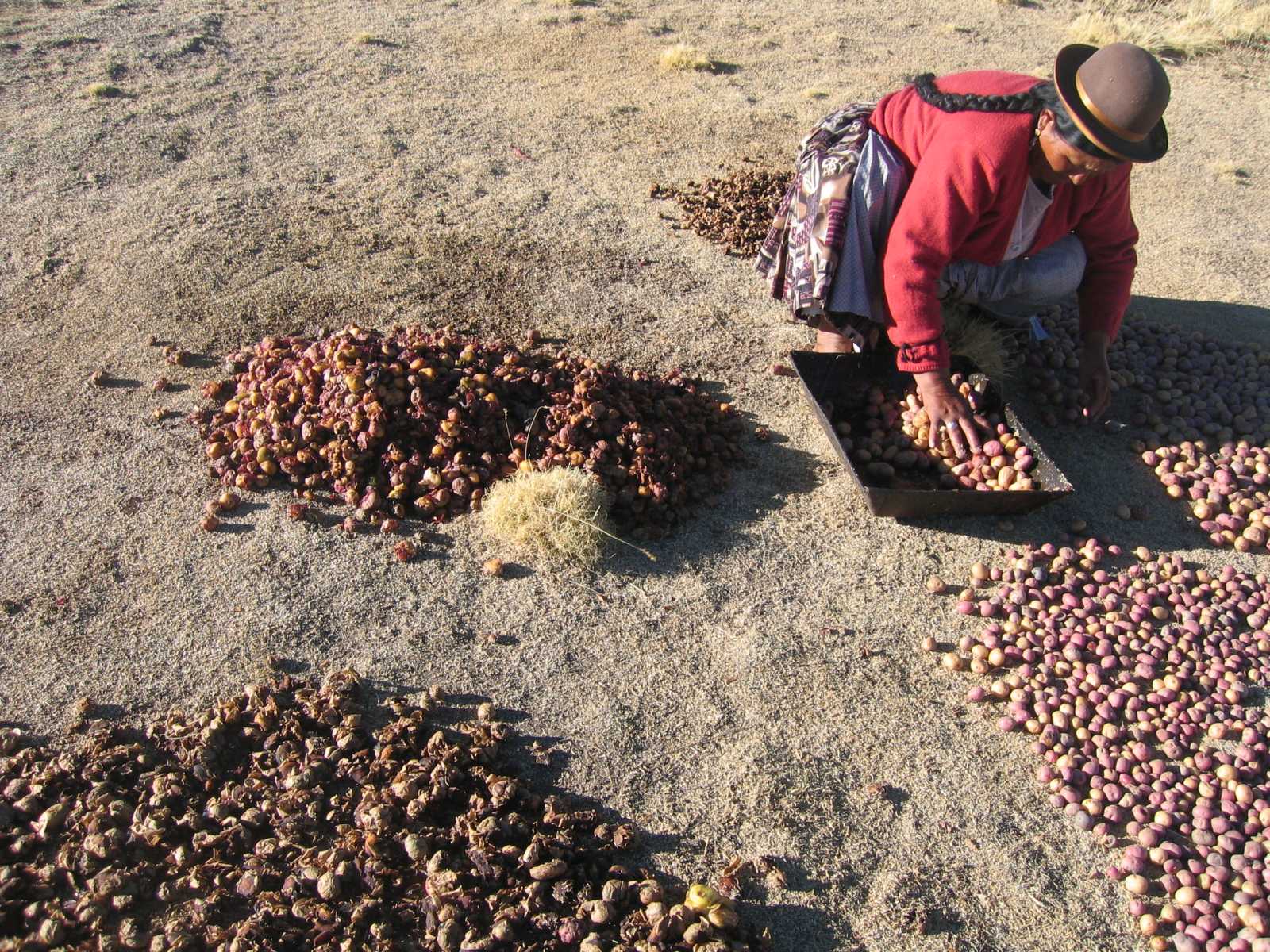 The secret behind the chuño learn about the production and dehydration process of potatoes