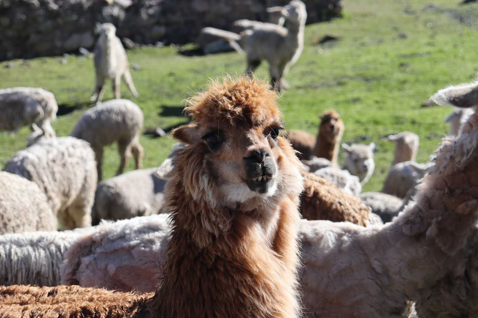 Alpacas in the 7 lagoons of Ausangate hike