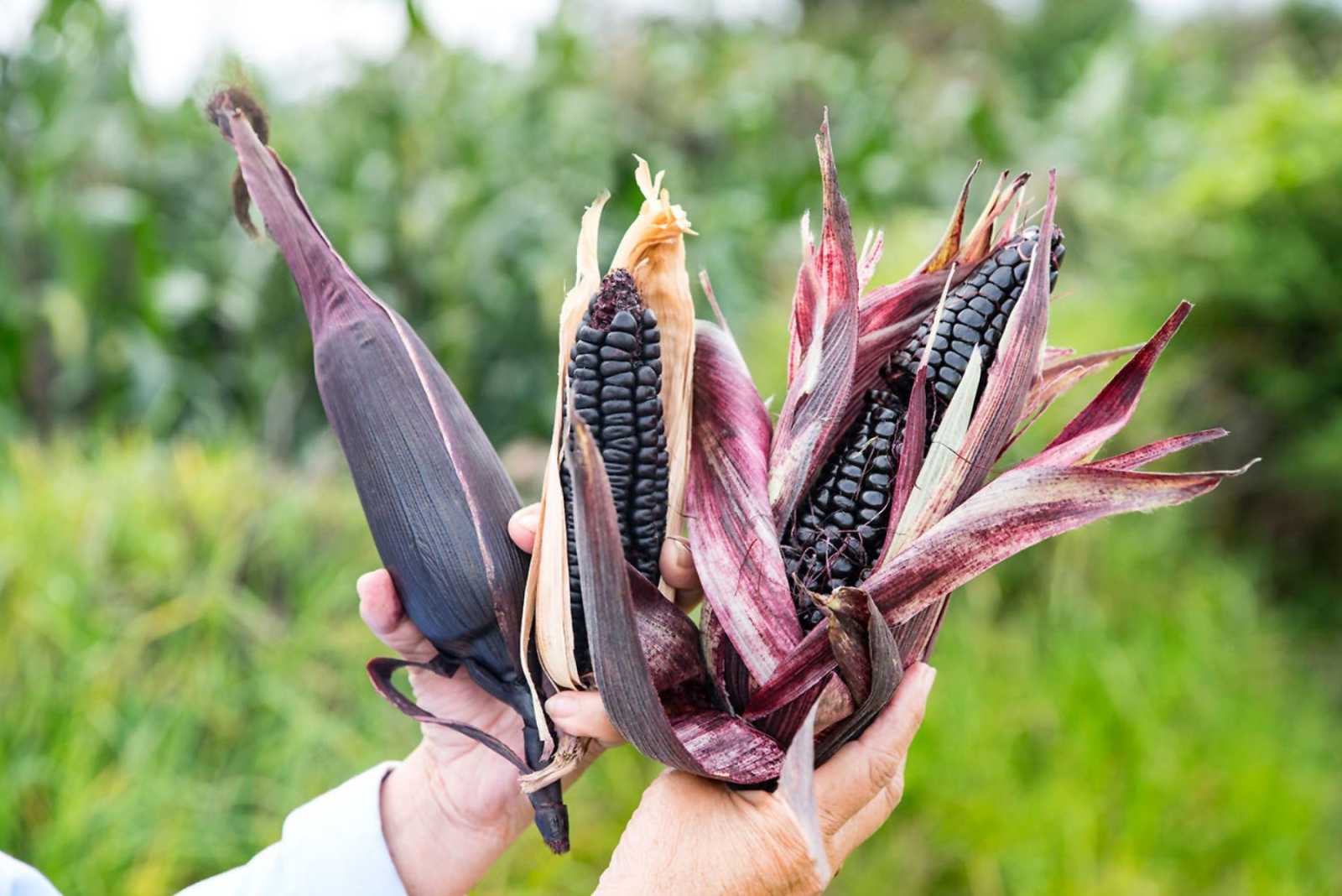 Conoce el Maíz morado peruano