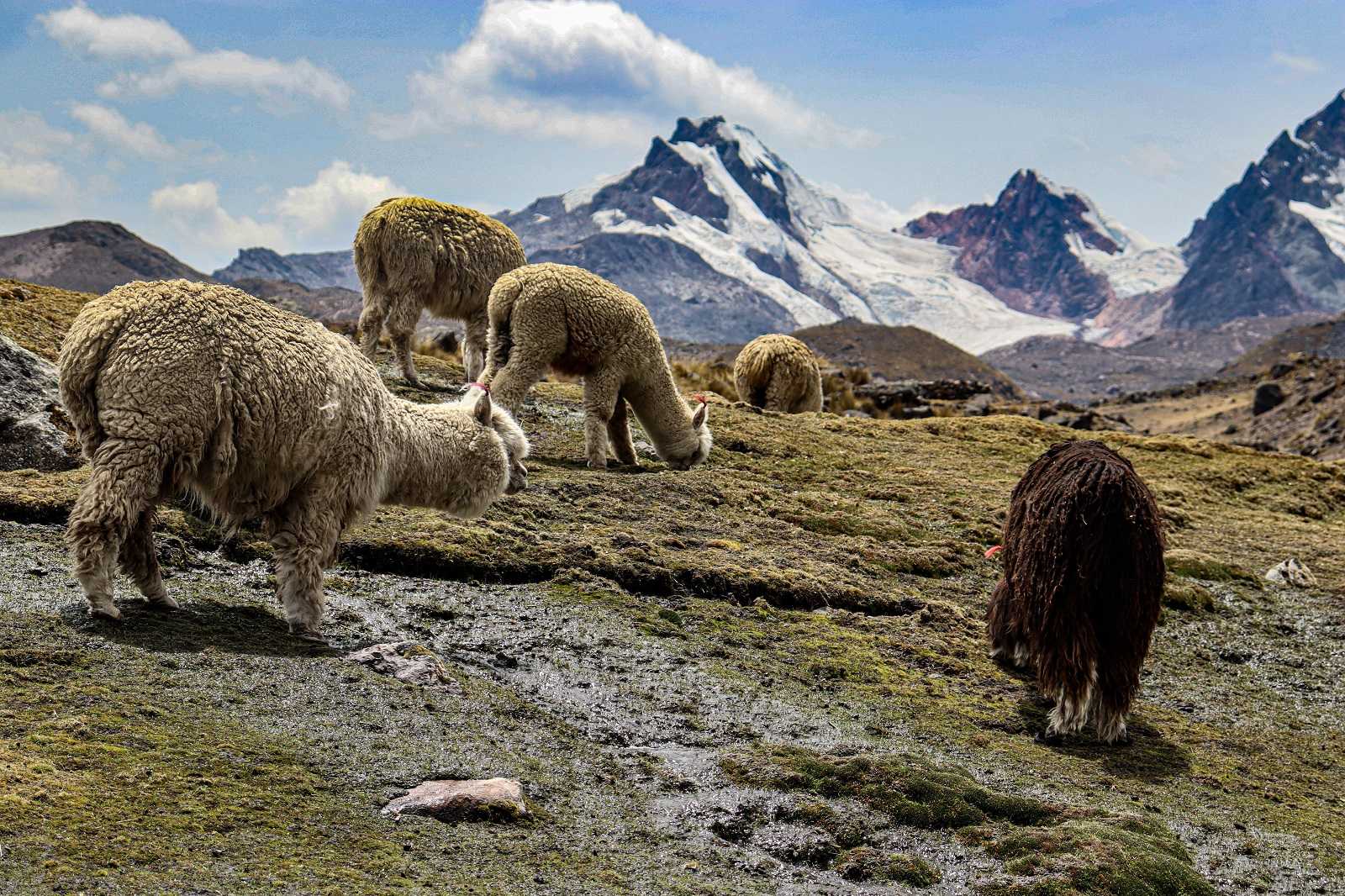 Diet of alpacas