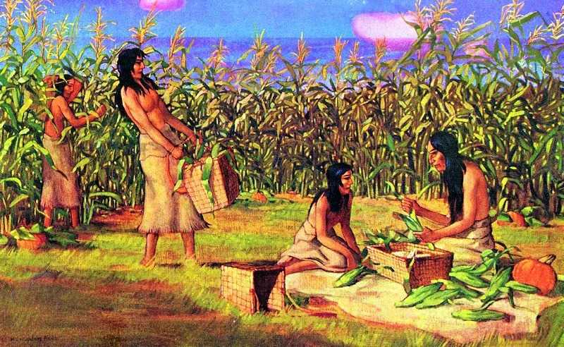 Historia del Maíz en el Perú