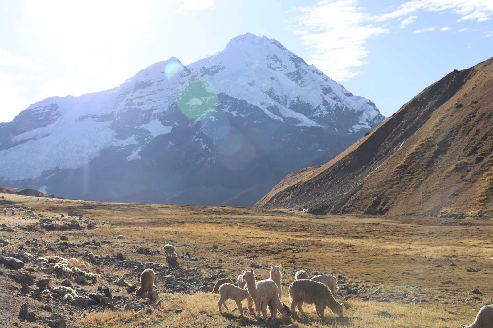 Alpacas in Ausangate is an icon of the Andes