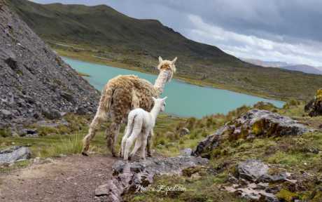 Alpacas in the 7 lagoons of Ausangate