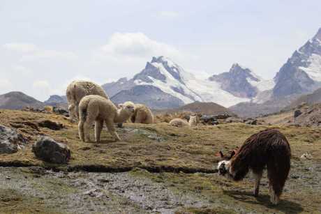 Alpacas grazing at the 7 Lakes of Ausangate
