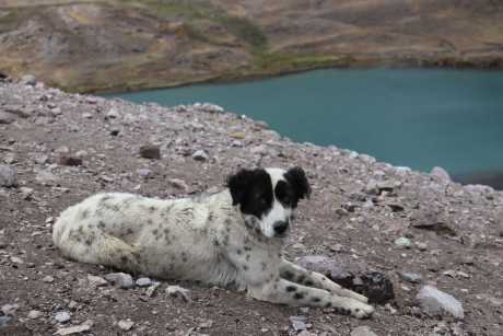 Dog at the 7 Lakes of Ausangate