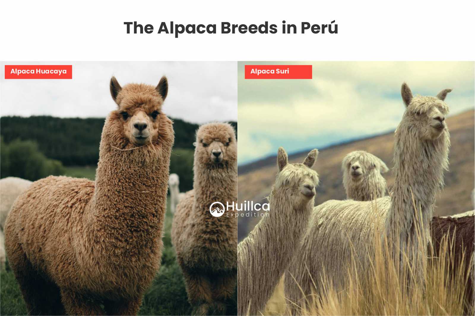 The Alpaca Breeds in Peru