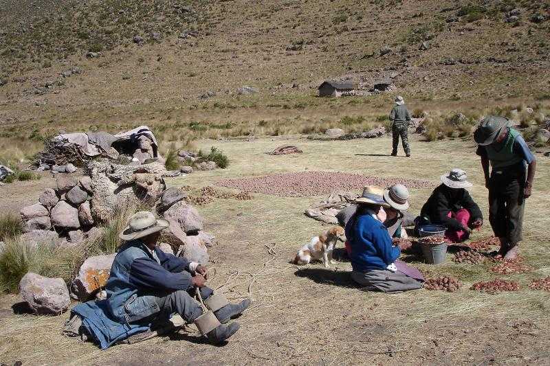 The chuño process in the andes of peru