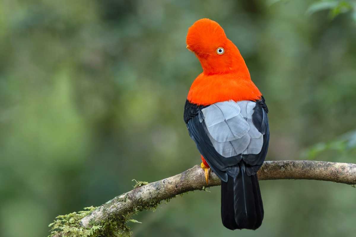 Ver gallito de las rocas en el Parque Nacional del Manu