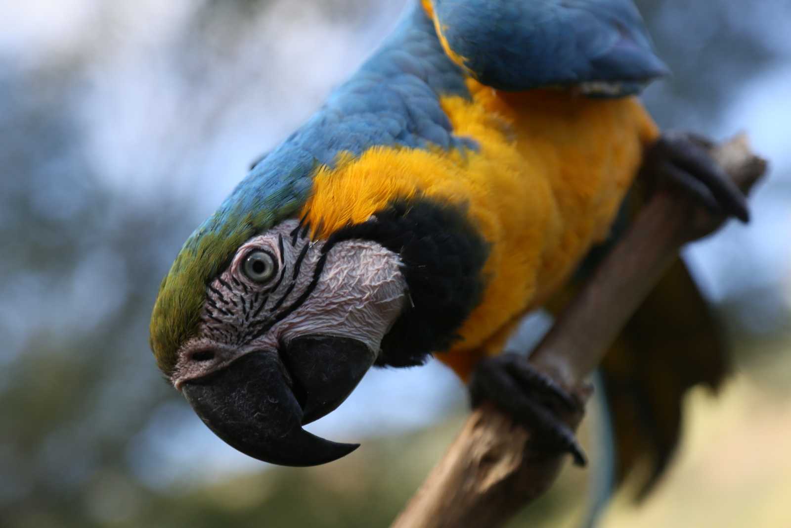 Tour Manu Zona Reservada 6 Días desde Cusco